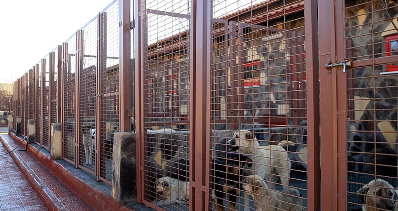 Son Dakika… Osmaniye Hayvan Barınağı’nda köpekleri canlı canlı toprağa gömdüler