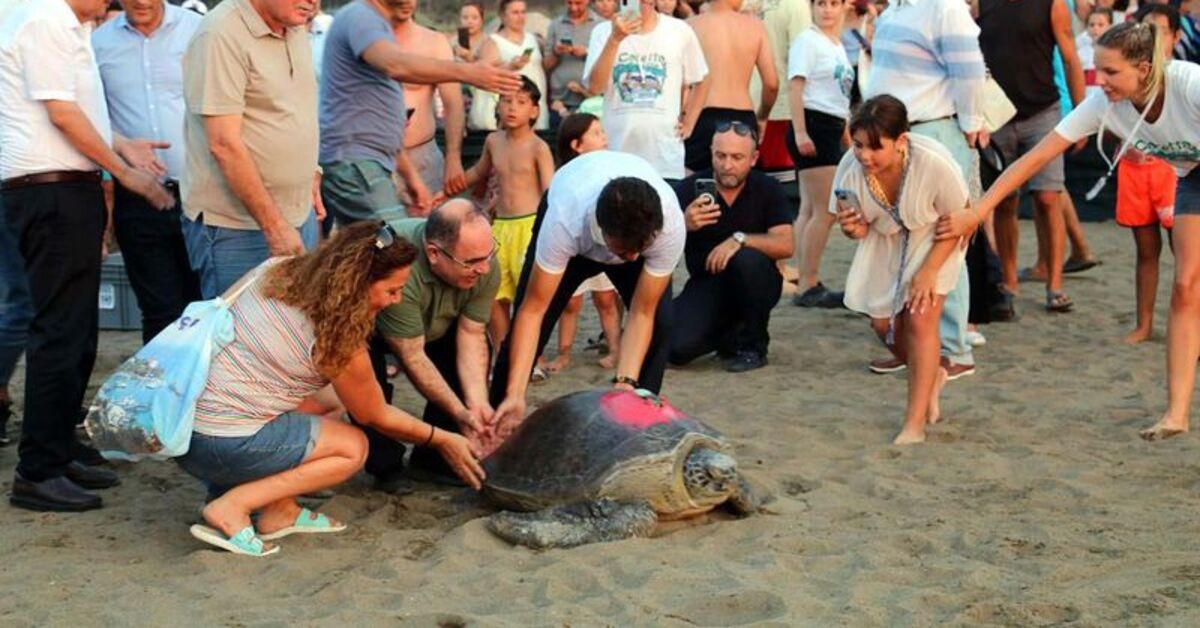 Tatilcilere bayram öncesi caretta caretta uyarısı!